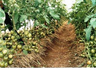 High yields with the use of greenhouses